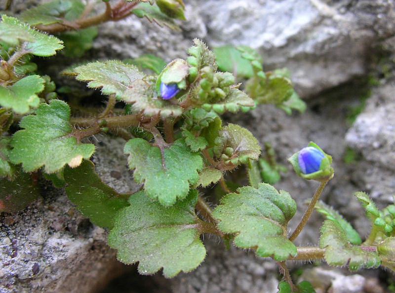 Veronica polita / Veronica lucida